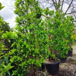 Piramit Kartopu Dolgun 250-300cm 120Litre