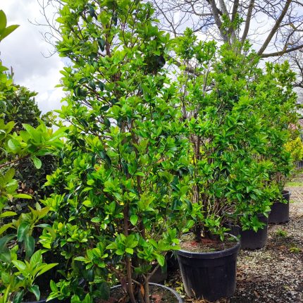 Piramit Kartopu Dolgun 250-300cm 120Litre