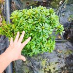 Pittosporum ( yıldız çalısı ) 40-50cm çap Duble