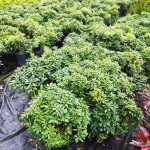 Pittosporum ( yıldız çalısı ) 40-50cm çap Duble - Görsel 2