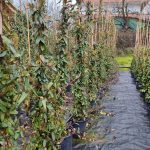 Sarmaşık hanımeli 175-200cm