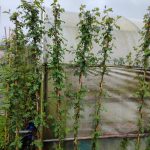 Sarmaşık Ponpon Gül, 150-175cm