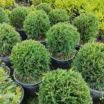 Top Leylandi 40-60cm 35 Litre saksı