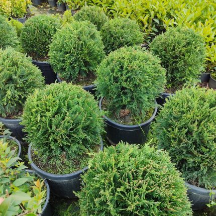 Top Leylandi 40-60cm 35 Litre saksı