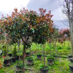 Tijli Alev 12-14Q 45 Litrelik Saksı