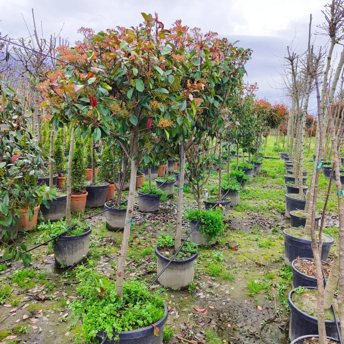 Tijli Alev 12-14Q 45 Litrelik Saksı - Görsel 2