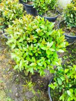 Top Defne 40-60 cm çap, Laurus Nobilis Ball - Görsel 3
