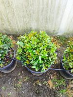 Top Defne 40-60 cm çap, Laurus Nobilis Ball - Görsel 2