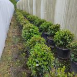 Top Defne 40-60 cm çap, Laurus Nobilis Ball