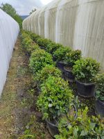Top Defne 40-60 cm çap, Laurus Nobilis Ball