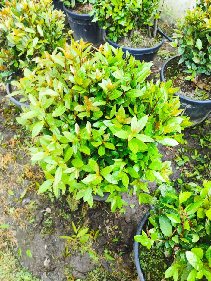 Top Defne 40-60 cm çap, Laurus Nobilis Ball - Görsel 3