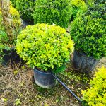 Top Taflan 60-80cm çap 45 Litre Saksı - Görsel 2