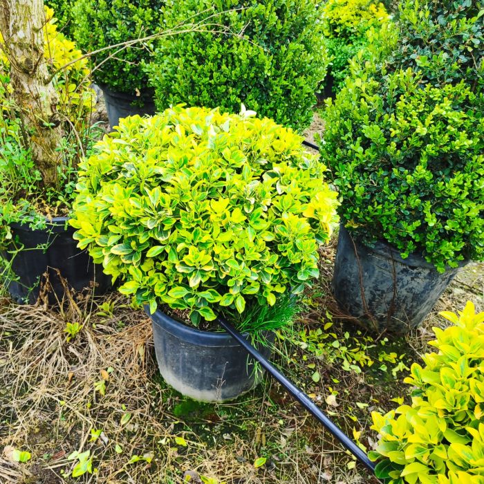 Top Taflan 60-80cm çap 45 Litre Saksı - Görsel 2