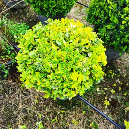 Top Taflan 60-80cm çap 45 Litre Saksı