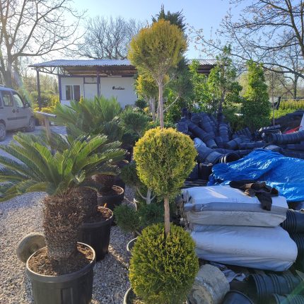 3 Top Limon Servi 175-200cm