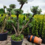 Bonsai Zeytin 20-30 Yıllık 100-125Litre