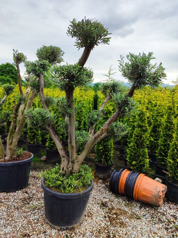 Bonsai Zeytin 20-30 Yıllık 100-125Litre - Görsel 6