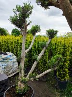 Bonsai Zeytin 20-30 Yıllık 100-125Litre - Görsel 5
