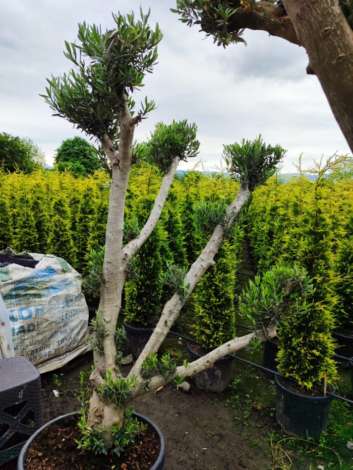 Bonsai Zeytin 20-30 Yıllık 100-125Litre - Görsel 5