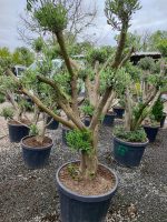 Bonsai Zeytin 20-30 Yıllık 100-125Litre - Görsel 4