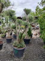 Bonsai Zeytin 20-30 Yıllık 100-125Litre - Görsel 3