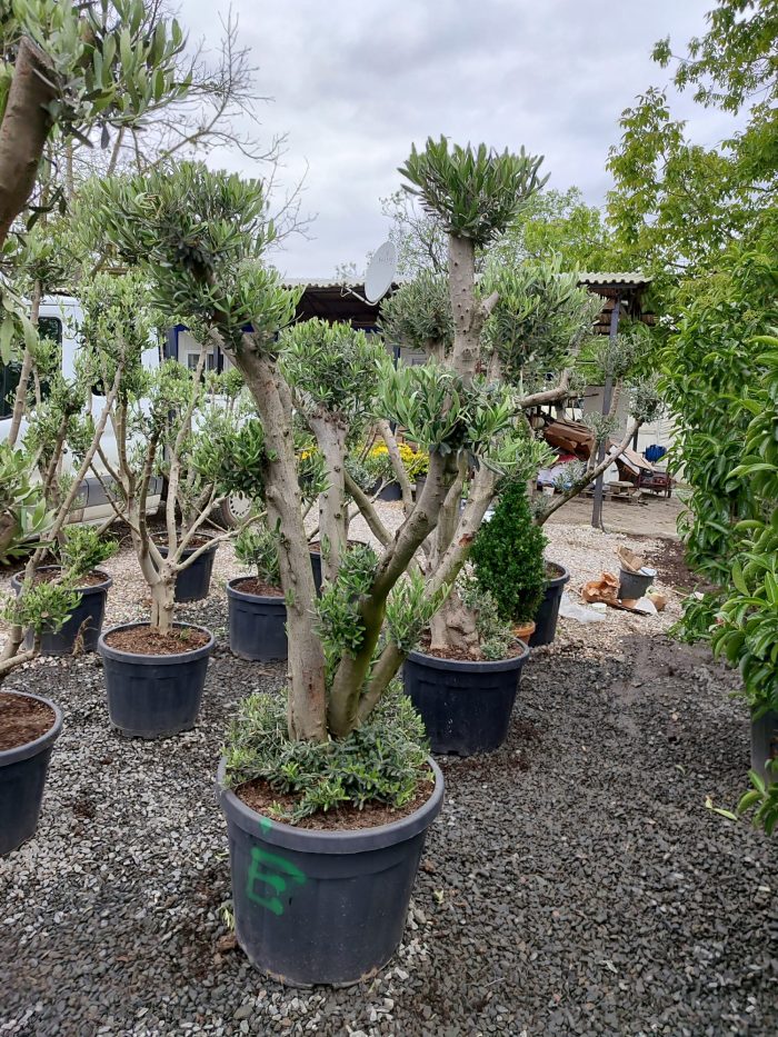 Bonsai Zeytin 20-30 Yıllık 100-125Litre - Görsel 3