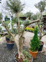 Bonsai Zeytin 20-30 Yıllık 100-125Litre - Görsel 2