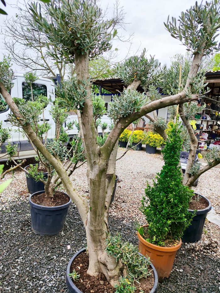 Bonsai Zeytin 20-30 Yıllık 100-125Litre - Görsel 2