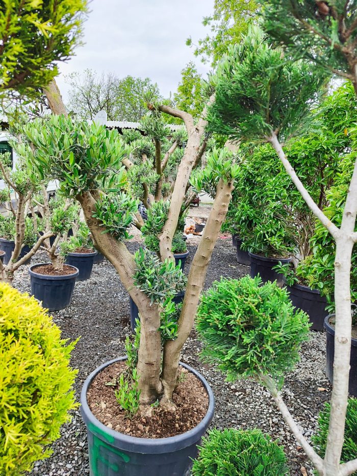 Bonsai Zeytin 20-30 Yıllık 100-125Litre - Görsel 7