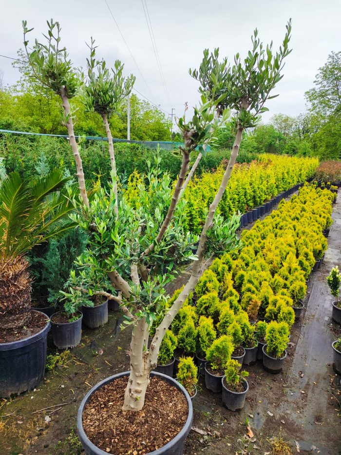 Minyatür Bonsai Zeytin 10 Yıllık 70 Litre - Görsel 9
