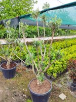 Minyatür Bonsai Zeytin 10 Yıllık 70 Litre - Görsel 8