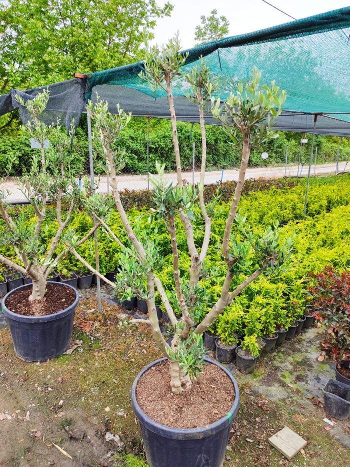 Minyatür Bonsai Zeytin 10 Yıllık 70 Litre - Görsel 8