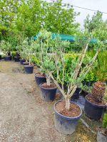 Minyatür Bonsai Zeytin 10 Yıllık 70 Litre - Görsel 7
