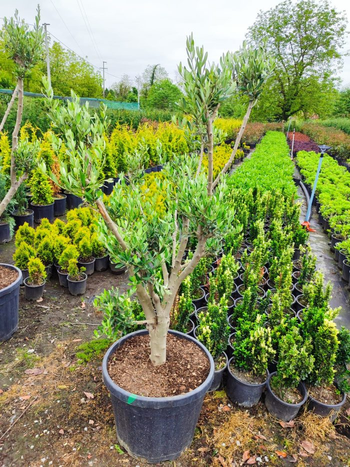 Minyatür Bonsai Zeytin 10 Yıllık 70 Litre - Görsel 6