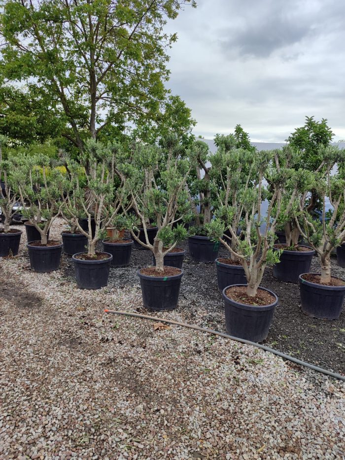 Minyatür Bonsai Zeytin 10 Yıllık 70 Litre - Görsel 5