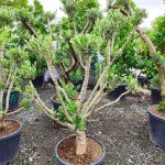 Minyatür Bonsai Zeytin 10 Yıllık 70 Litre