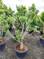 Minyatür Bonsai Zeytin 10 Yıllık 70 Litre