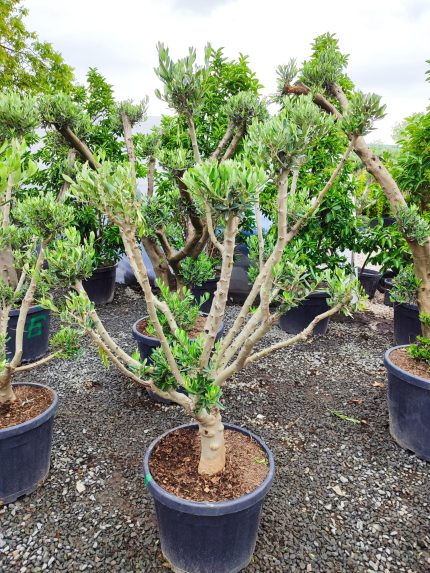 Minyatür Bonsai Zeytin 10 Yıllık 70 Litre