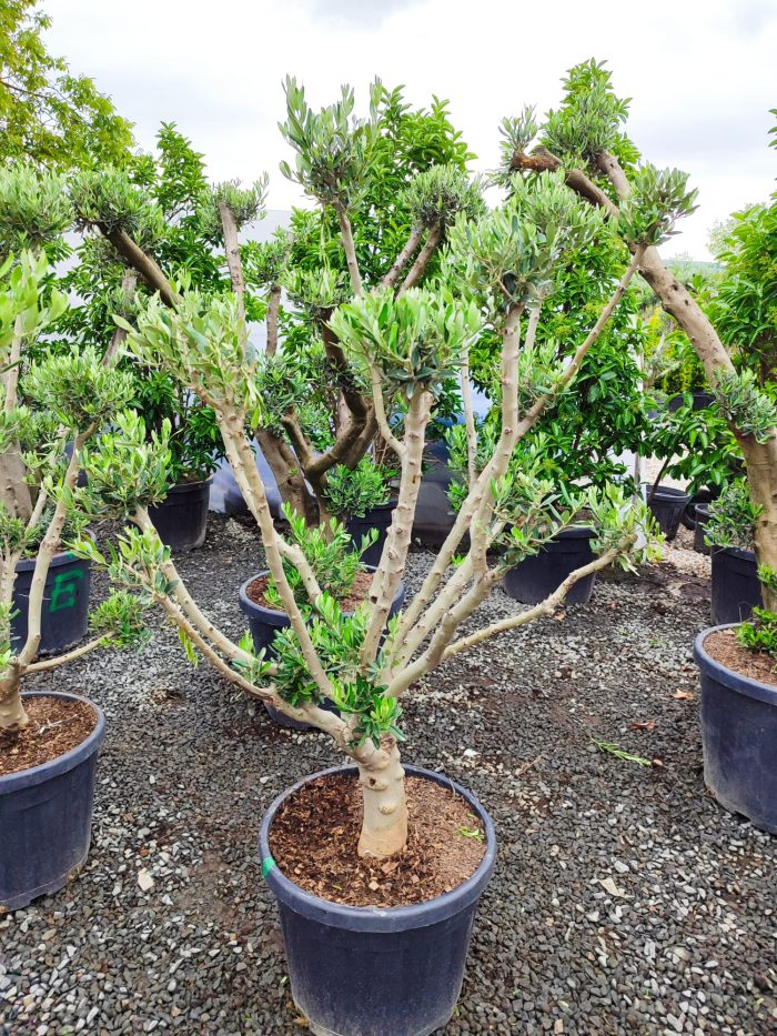 Minyatür Bonsai Zeytin 10 Yıllık 70 Litre - Görsel 4
