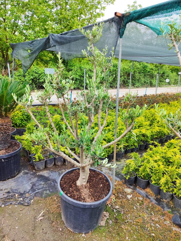 Minyatür Bonsai Zeytin 10 Yıllık 70 Litre - Görsel 10
