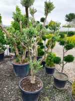 Minyatür Bonsai Zeytin 10 Yıllık 70 Litre - Görsel 3