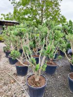 Minyatür Bonsai Zeytin 10 Yıllık 70 Litre - Görsel 2
