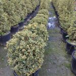 Ilex x altaclerensis 'Golden King' 60-80cm Top
