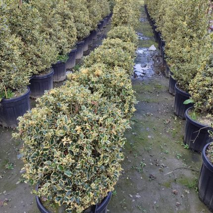 Ilex x altaclerensis 'Golden King' 60-80cm Top