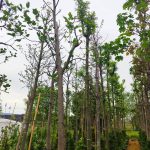 Lale Ağacı (Liriodendron Tulipifera) 20-25Q 5 Metre