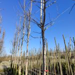 Lale Ağacı (Liriodendron Tulipifera) 25-30Q 5 Metre