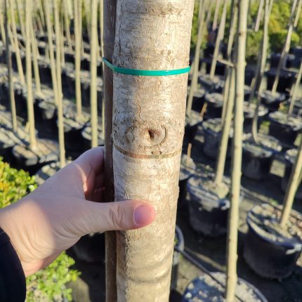 Lale Ağacı (Liriodendron Tulipifera) 20-25Q 5 Metre